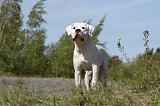 DOGUE ARGENTIN 016
